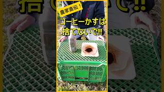 【コーヒーかす】捨てるのはもったいない！肥料などに有効活用【有機農家直伝！無農薬で育てる家庭菜園】　24/1/9　#shorts