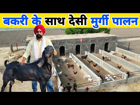 पंजाब पुलिस की नौकरी के साथ बकरी पालन + मुर्गी पालन | Goat farm tour