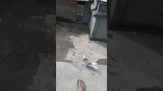 Btm#rollerpigeon #shortvideo #newstatus #pigeontypes #likeforlikes & subscribe 💞