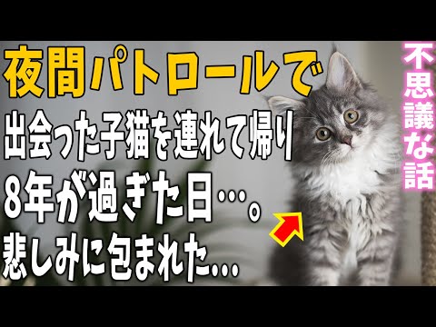 【猫の不思議な話】夜間パトロールの時に出会った子猫。家に連れて帰りそれから8年後。「ほんとうにすみませんでした…」【朗読】【悲しい話】