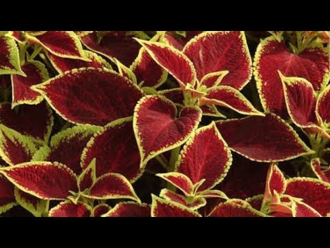 coleus plant [care/season]