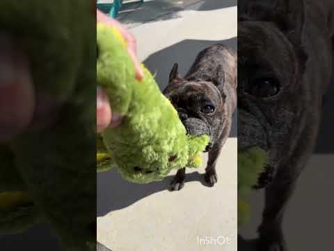 Dog ready to help mom unpacked her things