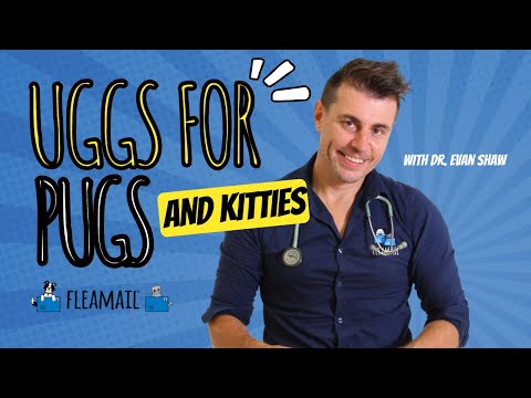 Uggs for Pugs (and Kitties) - Video Blog by Vet Dr. Evan Shaw