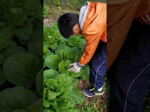 大白菜开始包心了 Napa Cabbages