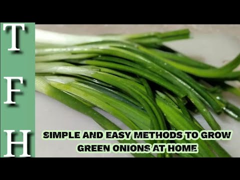 HOW TO GROW GREEN ONIONS FROM STORE BOUGHT ONES, TWO EASY METHODS,VIDEO in URDU/hindi & English subs