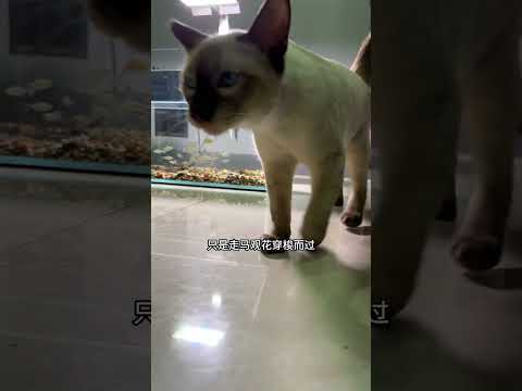 给猫咪的新玩具，猫咪隧道鱼缸，它自己在家的时候有小鱼作伴~A new toy for the cat, the cat tunnel tank