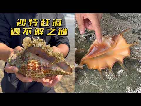 "Saudi Arabia"; Catch the sea and meet the spider snail trap, the harvest is still bursting barrels