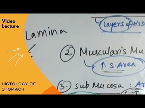 Histology of Stomach by Dr. Nikita