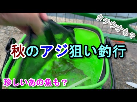 【アジ爆釣なるか？】秋のアジ狙い釣行