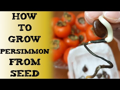 How to grow persimmon from seed 如何用种子种植柿子 बीज से खुरमा कैसे उगाएं вырастить ХУРМУ Cultivar Caqui