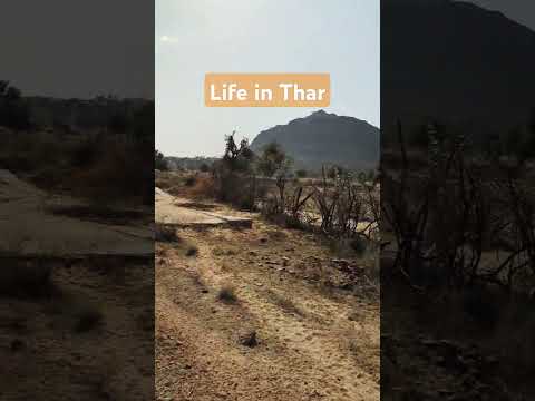 Thar Roadtrip #ytshorts #nature #thar #rajasthan #youtubeshorts #panchayat