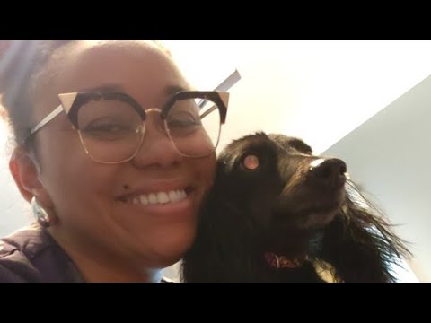 Let's Groom a Long-haired dachshund