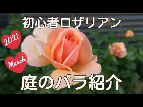 ガーデニング初心者の庭のバラ紹介♪昨年の開花の様子🌹