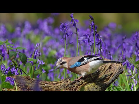 Сказочная красота весеннего леса