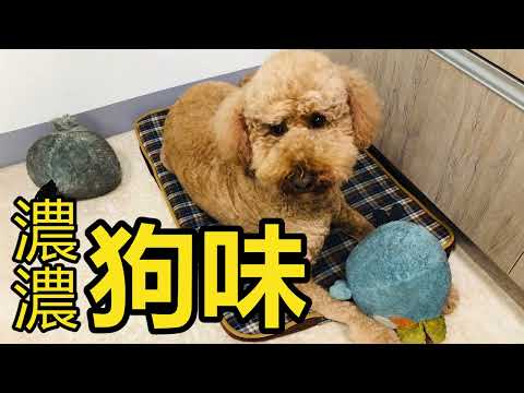 【宠物专用｜除臭喷雾】从此告别异味，家中不再臭气薰人