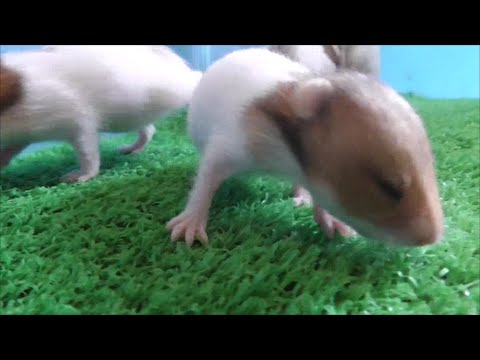 癒される「ふれあい動物園」大人気かわいいゴールデンハムスター赤ちゃん2016 7 4