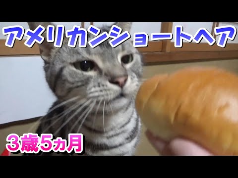 朝の猫さん！３歳５ヵ月の様子（アメリカンショートヘア）