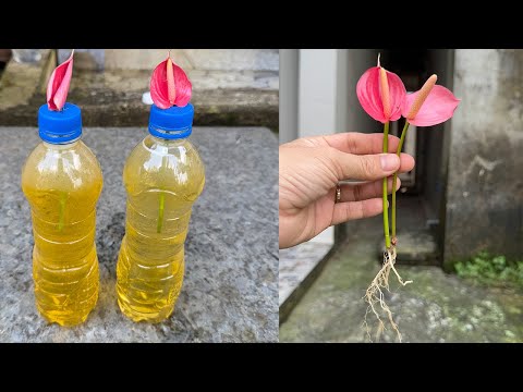 Trying to Propagate Anthuriums in Water and Something Unexpected Happens