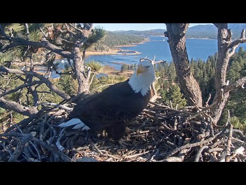 Dec 29, 2024: Chilling on the nest 🪹  🦅