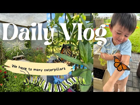 We have way to many caterpillars!! / mom of 3 daily vlog