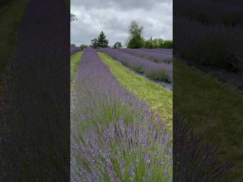 Rows of fragrant lavender in Indigo Lavender Farms in Imlay City, Michigan!