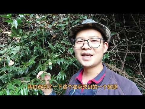 大山发现油茶树母种树，对油茶树改良具有重要意义，值得认识一下