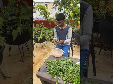 Leafy vegetables from roof garden 🪴