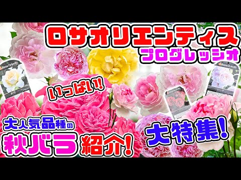 みんな大好き♪【ロサオリエンティス プログレッシオ大特集🌹】バラ専門店の秋バラ紹介 [那須ヒロガーデン(解説付き)]