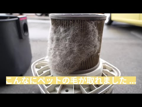 【ペットの毛】が酷い車内清掃