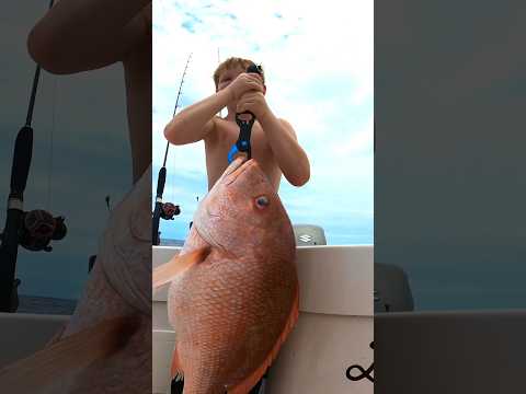 SNAPPER AS BIG AS YOU! CHECK OUT THE FULL VIDEO