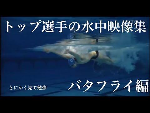 トップ選手の水中映像を見て勉強しよう！〜第1弾バタフライ編〜