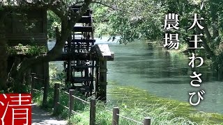 【自然浴60分】大王わさび農場 / 長野県安曇野市 - Nature Sounds 60min