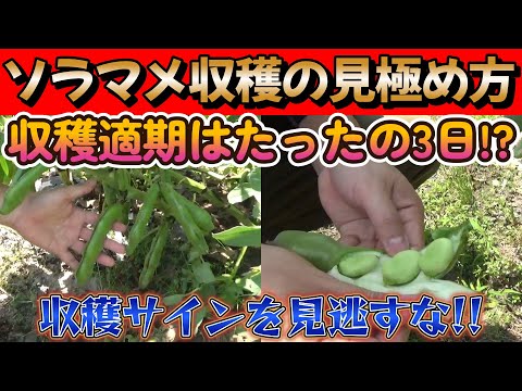 【ソラマメ収穫】ピークはたったの3日!?一番おいしいソラマメを収穫する方法!!【家庭菜園】【園芸】【農業】