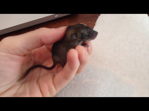 Tiny Baby Rat - Lord Bertram's First Scratch in the Asylum