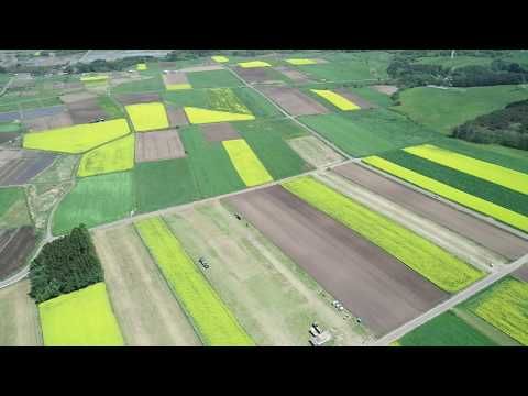 青森県横浜町菜の花畑2019年