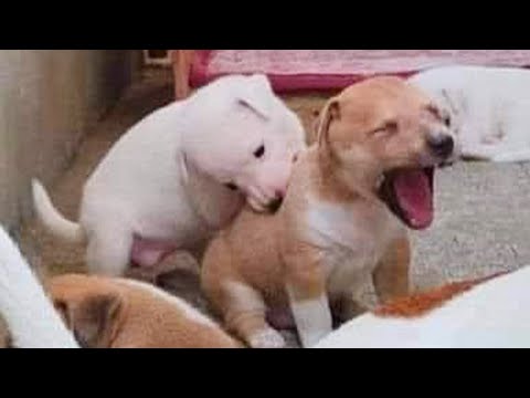 20 minutos de PERROS SUPER DIVERTIDOS que te harán reír hasta las lágrimas 🤣🐶