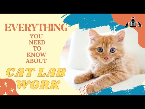 Everything You Need to Know About Cat Lab Work