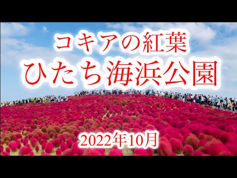 【紅葉】10月　国営ひたち海浜公園　最盛期コキアの紅葉