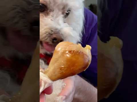 BREAKING NEWS: Dog Interviewed by Chicken Bone!