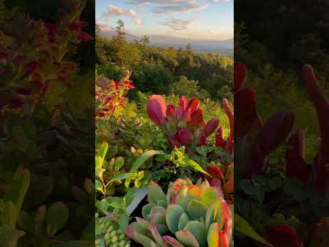 晨光中的多肉植物真美/The  succulent in the morning light is so beautiful#清晨#肉肉