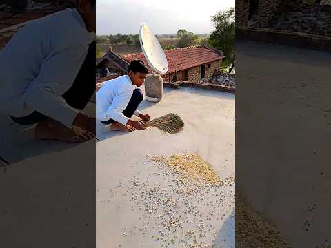 मुझे नहीं करनी नौकरी।#funny #shortsfeed #comedy #fun #viral