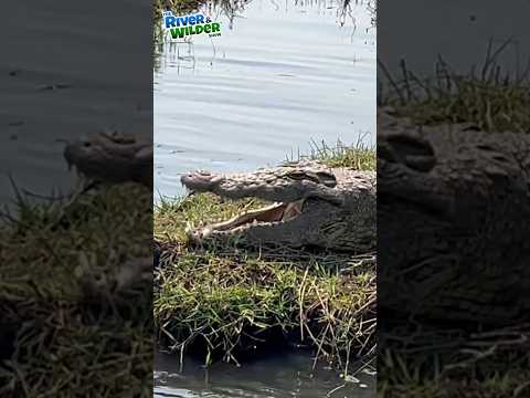 🐊 CROC UP CLOSE! - Kids Africa Adventure