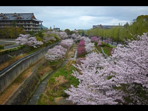 天理教本部と布留川の桜 2024.04.08