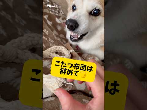 音量注意⚠️です✨こたつで遊んでたら、こたつ布団食べられた😂破れなくて良かった🤭#犬動画 #コーギー #いぬのいる生活 #いぬ #わんこ動画 #わんこがいる生活 #いぬのきもち #犬のいる生活