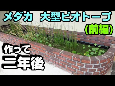 【前編】植物が育つ育つ！ メダカの大型ビオトープの２年後！＃メダカ＃ビオトープ