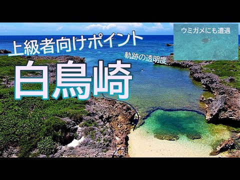 白鳥崎でウミガメに遭遇【伊良部島　宮古島　シュノーケル】