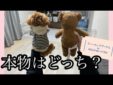 【トイプードル】ワンちゃんのおもちゃIKEA最強説