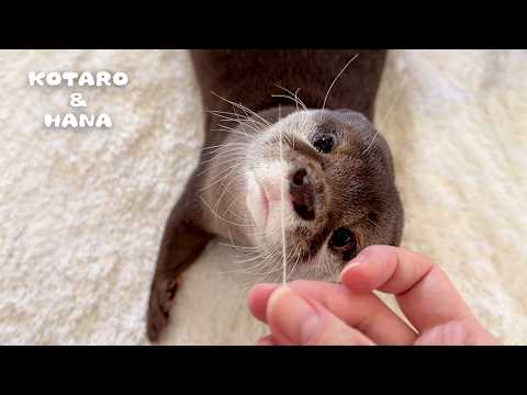 Otter’s Puzzled Reaction to Seeing His Missing Long Eyebrow