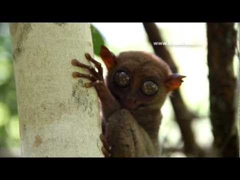 Tarsier Sanctuary in Bohol