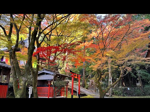 今熊野觀音寺好安靜，紅葉好美 / Red Leaves @ Imakumano Kannonji, visited on 11-22-2023